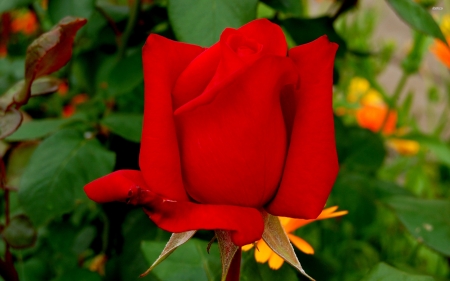 red rose - plant, leaf, rose, flower