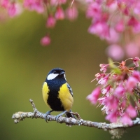 Spring Bird