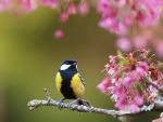 Spring Bird