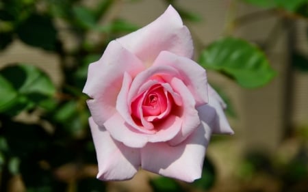 Light Pink Rose in a Garden - flowers, nature, macro, rose, petals, pink