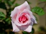 Light Pink Rose in a Garden