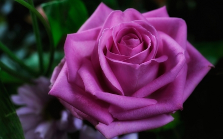 Pure Pink Rose - flowers, nature, rose, petals, pink