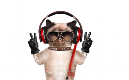 Funny cat - headphones, animal, pisica, funny, glove, cat, sunglasses