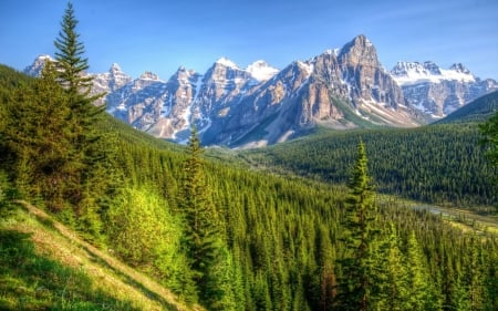 Pine Trees Near The Snowy Mountains - trees, nature, snow, pine, forest, mountains