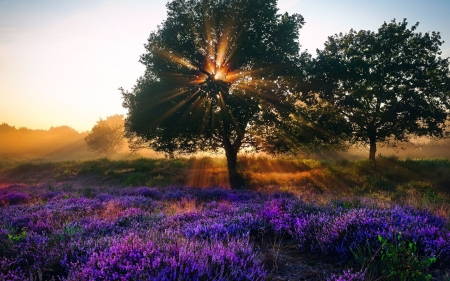 Sun Shinning Through The Branches - flowers, trees, nature, sunshine, field