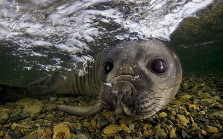 seal - seal, animal, rocks, water