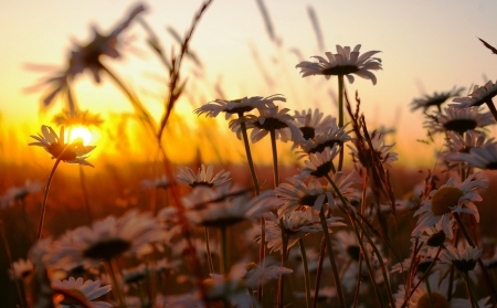 Daisies at Sunset - nature, daisy, sunset, flower