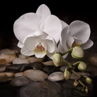 White Orchids