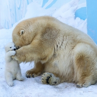 Polar Bear & Cub