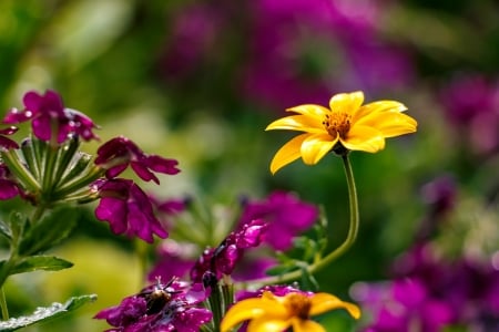 Spring flowers - wet, colorful, lovely, spring, pretty, beautiful, flowers, garden, drops