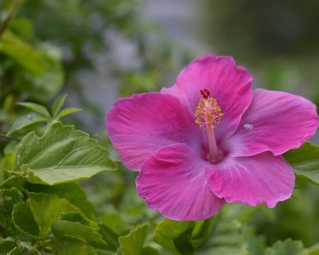 Hibiscus,Chinese Rose - flowers, hibiscus, petals, nature