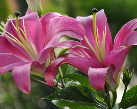 Lovely Lilies - flowers, lilies, nature, petals, plant, leaves