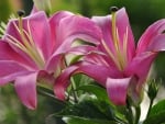 Lovely Lilies