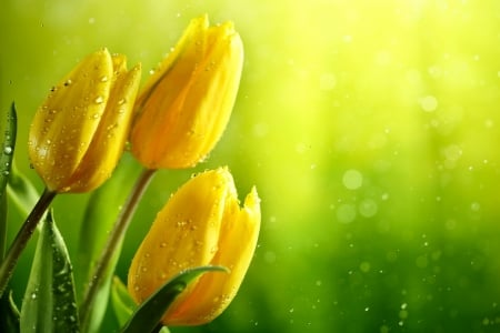 Tulips and Raindrops - drops, rain, water drops, water, spring, yellow, raindrops, green