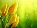 Tulips and Raindrops