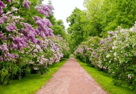 Springtime - path, blossoms, spring, trees