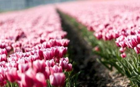 Tulip Field - flowers, blossoms, white, red, plants, spring, colors, petals