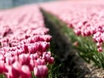 Tulip Field