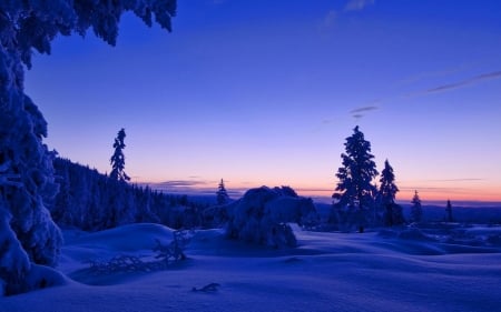 Blue Winter at Sunset - trees, winter, sunset, nature, snow