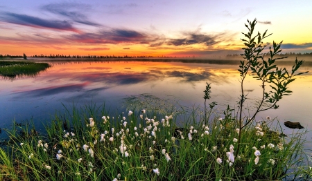 Lake Sunset - nature, lake, sunset, flower