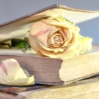 Rose in a Book