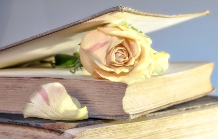 Rose in a Book - pretty, book, rose, flower