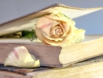 Rose in a Book