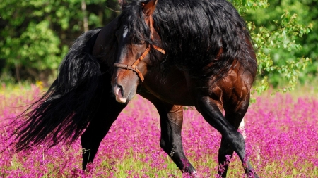 Enjoying Life - horse, pink, animal, field, flowers