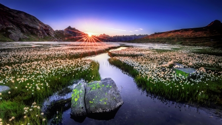 Alpine sunrise - Alps, amazing, beautiful, sunrise, flowers, rays, Switzerland, lake, sky