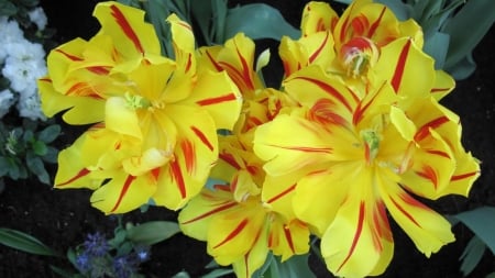 Contrast in Yellow Flowers - flowers, tulips, nature, yellow, petals