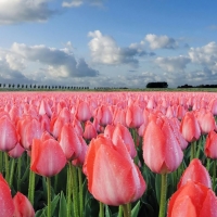 Sea of Tulips