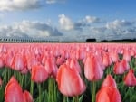 Sea of Tulips