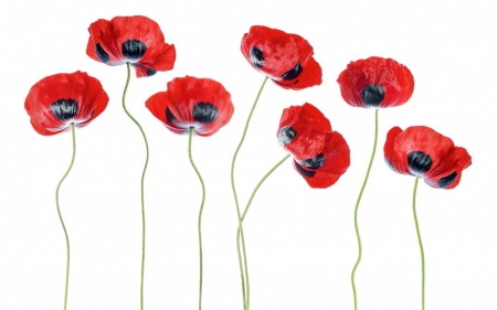 Poppies - black, poppy, white, red, mac, texture, flower