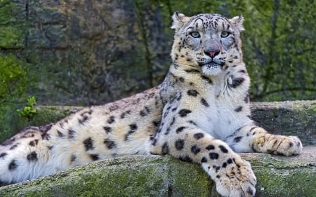 big cat - fun, cool, animals, cat