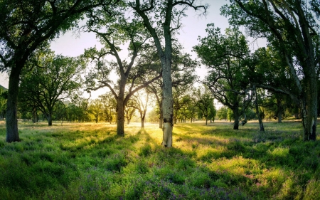 forest sunset - nature, fun, forest, cool, sunset