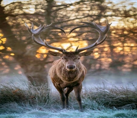 Buck - buck, heart, deer, forest, antlers