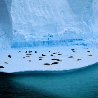 seals on ice