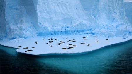 seals on ice - berg, ice, seals, water