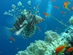 lion fish