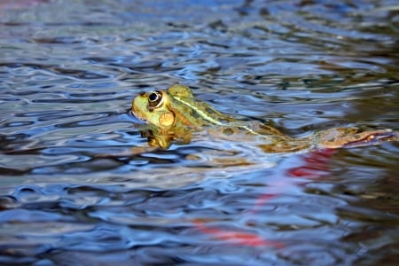 frog - lake, animal, water, frog