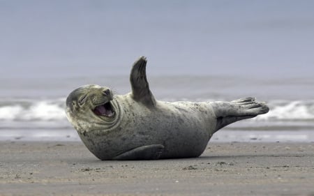 happy seal - animal, water, beach, sand, seal