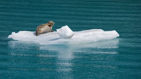 harbour seal - ice, harbour, ocean, seal