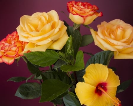 Hibiscus  And Roses - roses, hibiscus, flowers, bouquet, yellow, nature