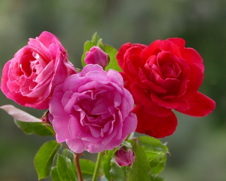 Three Beauties - nature, buds, roses, pink, red, petals, flowers