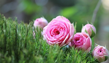 Pink Roses - nature, buds, roses, pink, flowers