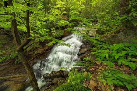 Forest waterfall - trees, forest, beautiful, stream, greenery, waterfall, serenity, spring