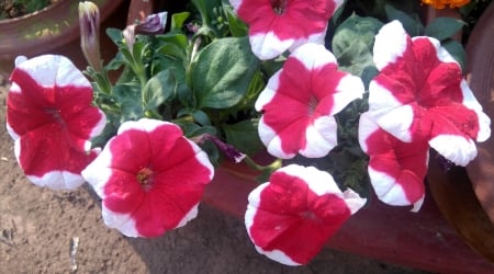 Red & White,Dibya - garden, white, red, green