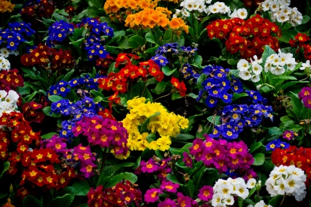 beautiful garden - colorful, gardens, flowers, beautiful