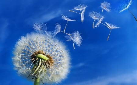 dandelion - dandelion, wind, flower, nature