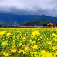 Field of Yellow Flowers